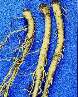 Figure 16a. Crown and root rot of E. pallida caused by Fusarium spp. Discolored lesions on the crown.