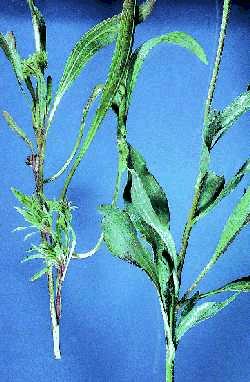 Figure 3. Phytoplasma infection causes proliferation of axillary shoots.