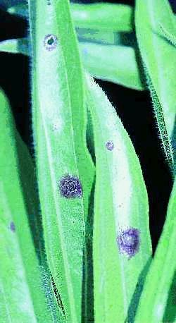 Figure 19b. Alternaria leaf spots on E. angustifolia. Lesions appear oblong, light-colored in the centre and are surrounded by dark, necrotic tissue. 