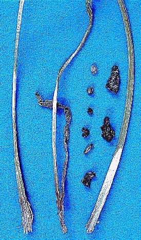 Figure 8b. Scletorinia blight causes a frayed appearance where the stem breaks. Irregularly-shaped dark bodies (sclerotia) are sometimes found inside or outside the stem and on the crown after the disease has killed the plant 