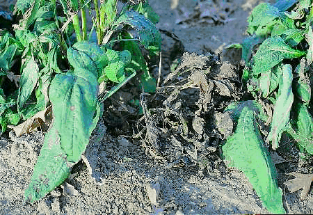Figure 9. Sclerotinia blight can cause rapid death in young