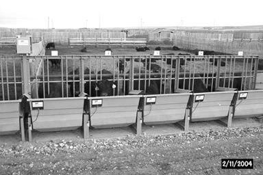 Figure 4. GrowSafe equipment set up in Cattleland Feedyard's bull testing facilities near Strathmore, Alberta.