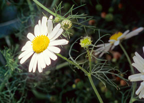 Figure 1. Scentless chamomile flower