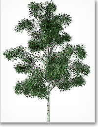 White Birch