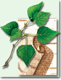 White Birch leaves and bark