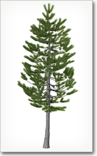 Lodgepole Pine