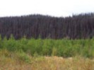 blue stained tree core