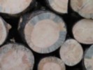 blue stained tree core