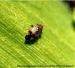 Figure 1. Lygus lineolaris, the tarnished plant bug adult. 