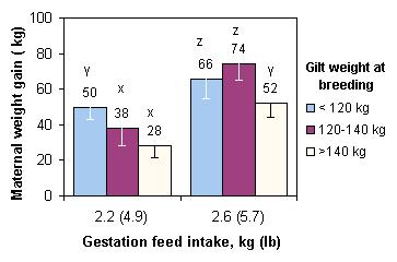 Lighter gilts fed the same level gain more maternal weight in gestation.