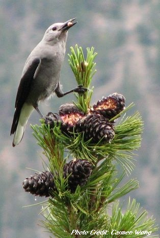 Clark's nutcracker feeding on whitebark pine cones