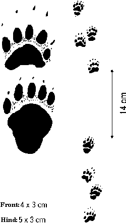 Figure 2. Skunk tracks