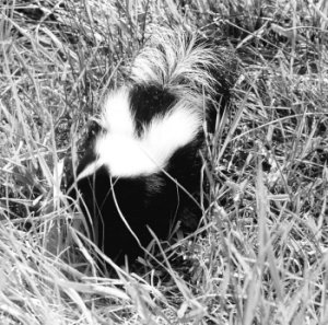 Figure 1. Striped skunk