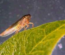 Figure 10. A leafhopper can transmit phytoplasmas efficiently to the plants it feeds on .