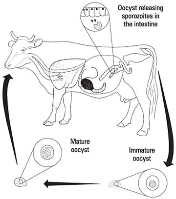 Figure 1. Life cycle of coccidia in cattle