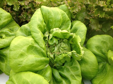 Tip burn on greenhouse lettuce plant