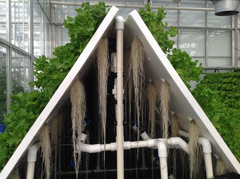 Roots suspended in air in an aeroponic system