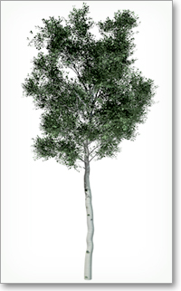 trembling aspen