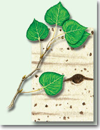 details of trembling aspen leaves, catkins and bark
