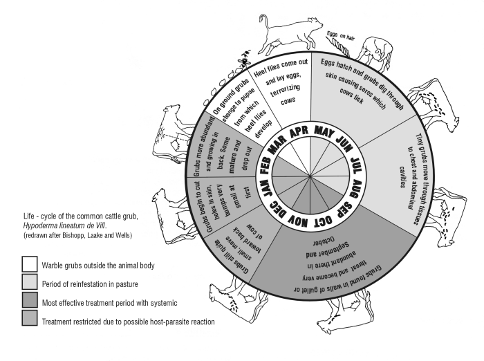 Figure 1. Life-cycle of the common cattle grub.