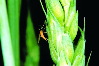 Figure 1. Side view of the wheat midge resting on wheat spikelets 
