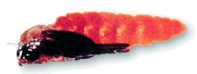 Figure 4. Wheat midge pupae 