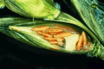 Figure 2. Wheat midge larvae feeding on developing wheat kernel. Top: early stage of kernel development. Bottom: mature larvae - kernel severely damaged 