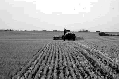 Figure 1. Uniform planting in standing stubble 