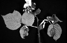 Figure 1. Fireblight on apple and raspberry