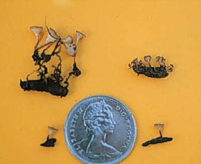 Figure 4. Apothecia arise from sclerotes, which may be buried in or on the soil surface (a dime)