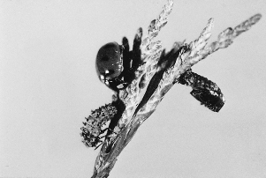 Figure 1. Ladybug beetle (top left), and pupa (right) and larva (bottom left). Larva is about to change to pupa.