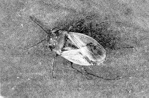 Figure 5. A big-eyed bug, Geocoris bullatus.