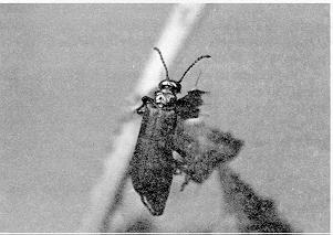 Figure 6. Nuttall's blister beetle, Lytta nuttalli.