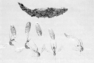 Figure 7. A red-backed cutworm killed by ichneumon parasite larvae. The larvae emerged from the cutworm and spun cocoons (seen below the cutworm cadaver) from which the wasps emerged
