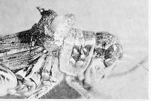 Figure 9. Mature flesh fly maggot emerging from its grasshopper host