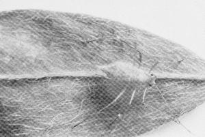 Figure 11. Pea aphid killed by a fungus infection.