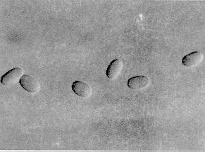 Figure 13. Spores of Nosema locustae, a protozoan pathogen of grasshoppers. Two hundred spores laid end to end would measure 1 mm.