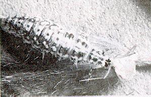 Figure 4. Lacewing larva eating an aphid.