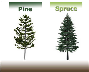 Pine and Spruce trees