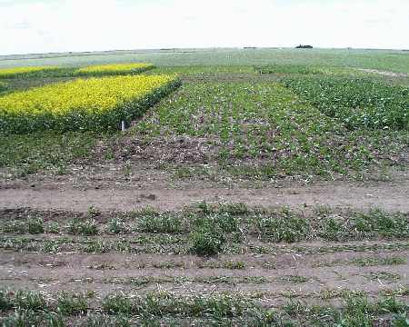 Figure 1 fall seeded canola (left), May 15 seeding (centre) and April 27 seeded canola (right).