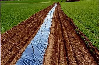 Figure 1. Spruce seedlings in a plastic mulch .