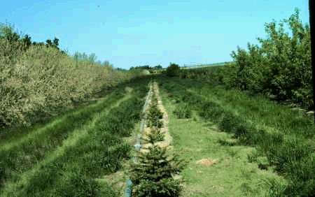 Figure 2. Control of annual weeds (mainly kochia) by fall-applied linuron .