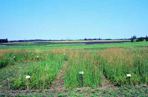 Figure 8. Timothy establishment the year after seeding when timothy was seeded alone (left),