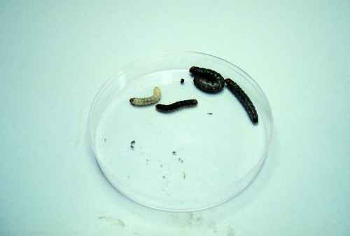 Figure 15. Glassy cutworm larvae.