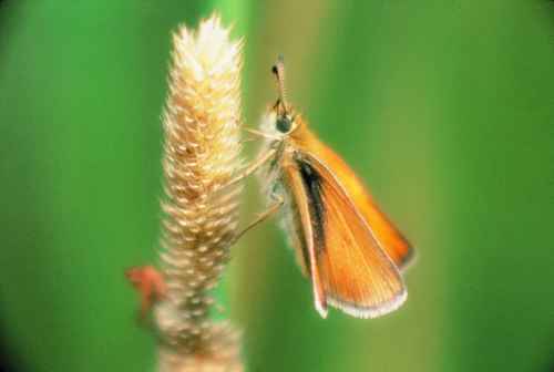 Figure 17. European skipper butterfly.