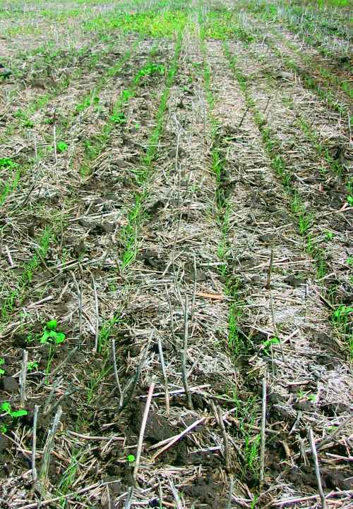 Figure 6. Direct seeding timothy into canola stubble is an excellent method for establishing timothy.