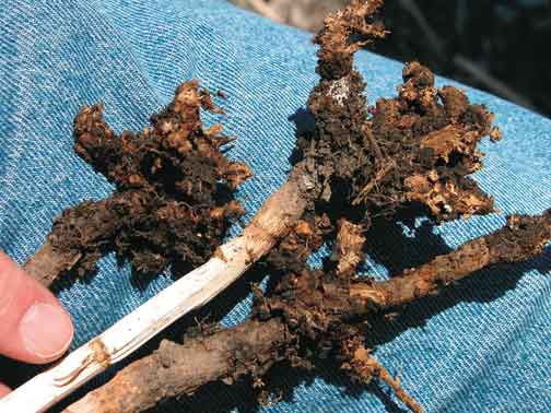 Clubroot Disease Of Canola And Mustard