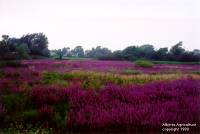 purpleloose3_s.jpg - 4.63 K
