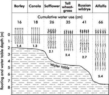 Figure 1. Cumulative water use and rooting depth of crops over a four-year period