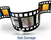 Hail Damage Slide Show